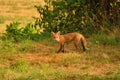 Inqusitive red fox, vulpes vulpes, early morning in a parched field.
