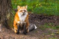 Beautiful red fox vulpes vulpes in a forest Royalty Free Stock Photo