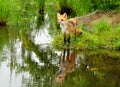 Beautiful red fox and water reflections. Royalty Free Stock Photo