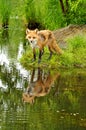 Beautiful red fox and water reflections. Royalty Free Stock Photo