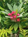 Beautiful Red Frangipani, Red Champa, Plumeria Rubra (Red)