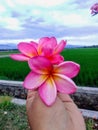 beautiful red frangipani flowers Royalty Free Stock Photo