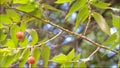 Beautiful red fruit of Capulin or Jamaican cherry Muntingia calabura on it branch sway in a warm spring breeze.