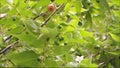 Beautiful red fruit of Capulin or Jamaican cherry Muntingia calabura on it branch sway in a warm spring breeze.