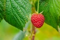 Beautiful red-fruited ripe raspberry