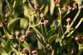 Seeds of Japanese spindle tree Royalty Free Stock Photo