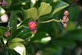 Seeds of Japanese spindle tree Royalty Free Stock Photo