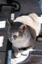 Beautiful red furred cat is resting under the table with closed eyes. Royalty Free Stock Photo