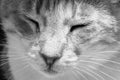 Beautiful red furred cat is resting under the table with closed eyes.