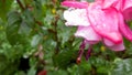 Red Fusia Close up