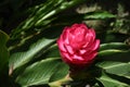 A red galangal flower in plantation Royalty Free Stock Photo