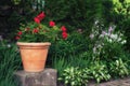 Red geranium flower in a clay pot in summer garden Royalty Free Stock Photo