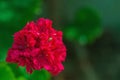 Beautiful red geranium flower close-up against blurred green surroundings. Flower beds in urban green park areas Royalty Free Stock Photo