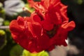 Beautiful red geranium flowers, macro photography. Royalty Free Stock Photo