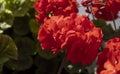 Beautiful red geranium flowers, macro photography. Royalty Free Stock Photo