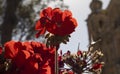 Beautiful red geranium flowers, macro photography. Royalty Free Stock Photo