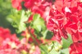 Beautiful red Geranium pelargonium flowers in the garden with soft light and green plants as background, close up Royalty Free Stock Photo