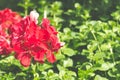 Beautiful red Geranium pelargonium flowers in the garden with soft light and green plants as background, close up Royalty Free Stock Photo