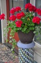 Red geranium flower planter