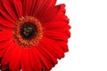 Beautiful red gerber flower part macro Royalty Free Stock Photo