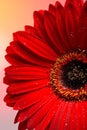 Beautiful red gerber flower part macro Royalty Free Stock Photo