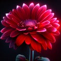 beautiful red gerbera flower on black background, closeup generative AI Royalty Free Stock Photo