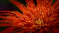 Beautiful red Gerbera flower close up macro shot Royalty Free Stock Photo