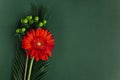 Beautiful red Gerbera flower with green leaves on a dark green background Royalty Free Stock Photo