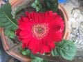 Beautiful red gerbera flower is heart shaped in brown pot. Royalty Free Stock Photo