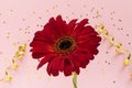 Beautiful Red Gerbera Flower On Pink Background. Happy Mother`s Day, Women`s Day, Valentine`s Day Or Birthday Greeting Card.