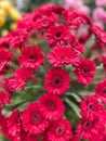 Beautiful red gerbera flowers in the garden. Royalty Free Stock Photo