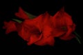 Beautiful red gladiolus flowers isolated on black Royalty Free Stock Photo