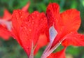 Beautiful red gladiolus on a green background, close-up