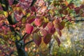 Beautiful red and green autumn leaves nature background