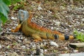 Beautiful red and green with black striped iguana on the ground Royalty Free Stock Photo