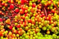 Beautiful red and green color contrasts of garden plants Royalty Free Stock Photo