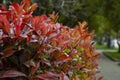 Beautiful red and green leaves of Photinia fraseri 'Red Robin' bush on blurred background of green grass. Selective Royalty Free Stock Photo