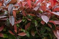 Beautiful red and green leaves of Photinia fraseri 'Red Robin' bush on blurred background of green grass. Selective Royalty Free Stock Photo