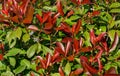 Beautiful red and green leaves of Photinia fraseri `Red Robin` shrub in Sochi.