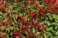 Beautiful red and green leaves of Photinia fraseri `Red Robin` shrub in Sochi. Royalty Free Stock Photo