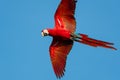 Beautiful and vibrant Red and Green Macaw in flight overhead in the sunlight. Royalty Free Stock Photo