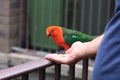 Beautiful red and green parrot eating seeds from a hand