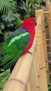 Beautiful red and green parrot