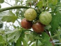 Beautiful red and green ripe heirloom tomatoes grown in a greenhouse. Royalty Free Stock Photo