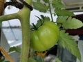 Beautiful red and green ripe heirloom tomatoes grown in a greenhouse. Royalty Free Stock Photo