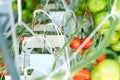 Beautiful Red Green Tomatoes Grown in Greenhouse