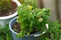 Beautiful red and green tomatoes grown in a greenhouse. Tomatoes in garden. Home garden. Organic tomatoes. Ecology. Royalty Free Stock Photo