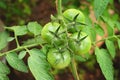 Beautiful red and green tomatoes grown in a greenhouse. Tomatoes in garden. Home garden. Organic tomatoes. Ecology. Royalty Free Stock Photo