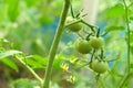 Beautiful red and green tomatoes grown in a greenhouse. Tomatoes in garden. Home garden. Organic tomatoes. Ecology. Royalty Free Stock Photo