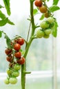 Beautiful red and green tomatoes grown in a greenhouse. Gardening tomato photograph with copy space. Shallow depth of field Royalty Free Stock Photo